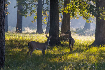 Two deer during an early morning in the forest.