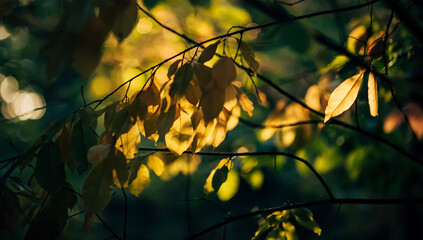 sunset in the forest