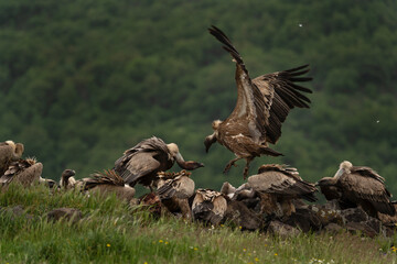 Griffon vultures near the carcass. Carnivore during winter. European nature. Vultures in Rhodope mountains.