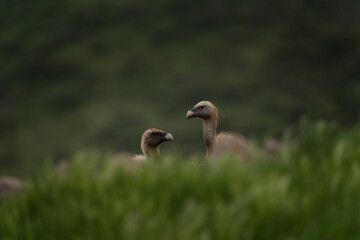 Griffon vultures near the carcass. Carnivore during winter. European nature. Vultures in Rhodope mountains.