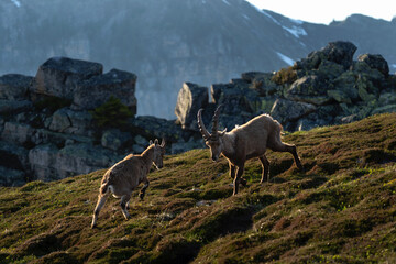 Alpine ibex in the switzerland Alps. Spring with ibex in the mountains. European wildlife. 