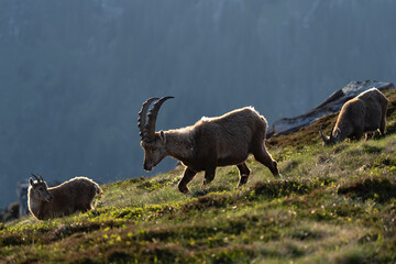 Alpine ibex in the switzerland Alps. Spring with ibex in the mountains. European wildlife. 