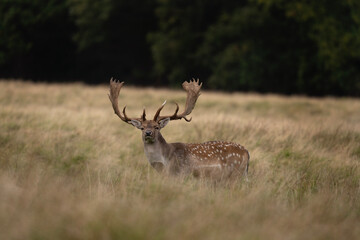 Fallow deer in the meadow.  Deer during autumn time. European wildlife.  - obrazy, fototapety, plakaty