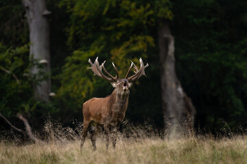 Red deer roaring near the forest. Deer during autumn reproduction time. European wildlife. 