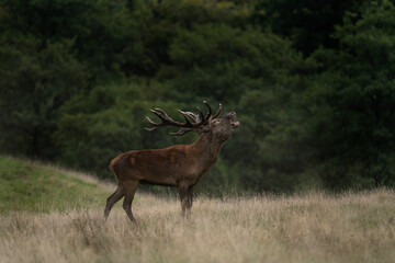 Naklejka na ściany i meble Red deer roaring near the forest. Deer during autumn reproduction time. European wildlife. 