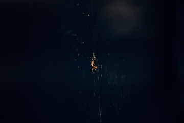 spider on the web