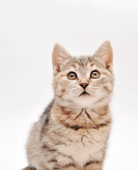 Obraz premium british cat isolated on white 