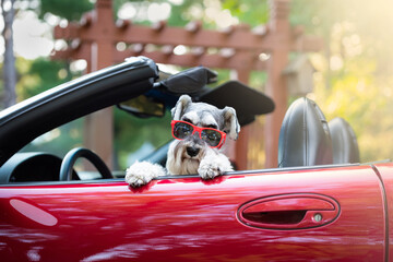 dog with red sunglasses sitting in red convertible with top down - obrazy, fototapety, plakaty