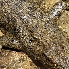 Naklejka premium Australian saltwater crocodile, Gold Coast, Queensland. Crocodile close up, reptile