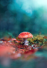 Macro of a single red fly agaric mushroom in a scenery with teal background and bokeh. Shallow...