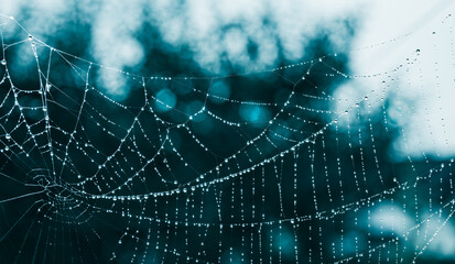 Closeup of abstract wet silk cobweb on dark night background with beautiful white bokeh. Fragile...