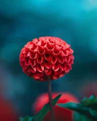 Badkamer foto achterwand Close-up of a single red dahlia flower against bright teal and moody background. Shallow depth of field with soft focus and bokeh © Macro Viewpoint