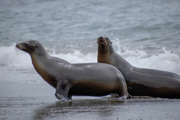 Naklejka premium Sea lion playing on the beach