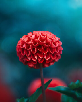 Close-up of a single red dahlia flower against bright teal and moody background. Shallow depth of field with soft focus and bokeh
