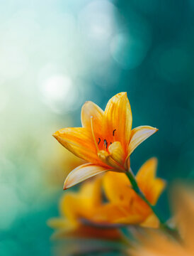 Macro of a single orange lily flower against teal background with bokeh bubbles and light. Shallow depth of field and soft focus