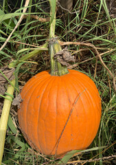 Fresh farm grown pumpkins with stems still attached to the vine in a pumpkin patch field