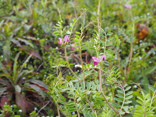 カラスノエンドウ（ヤハズエンドウ）