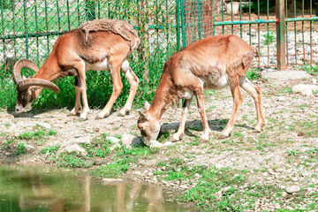 Ammotragus Lervia at the coast . Wild herbivorous animals .  Barbary sheep
