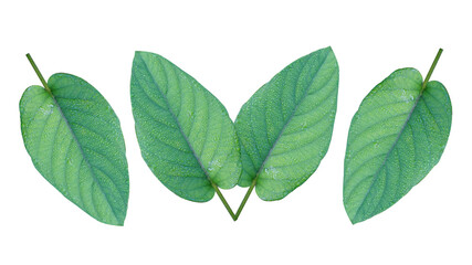 Four leaves are placed alternately on a white background with a beautiful natural pattern.