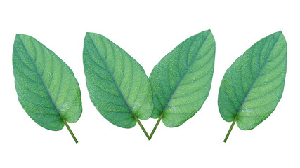 Four leaves are placed on a white background with a beautiful natural pattern.