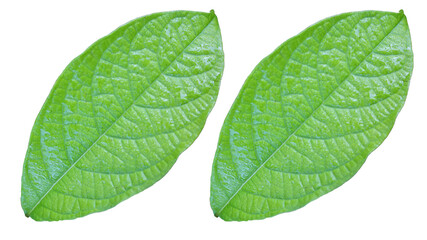 Light green leaves on a white background have a beautiful natural pattern.
