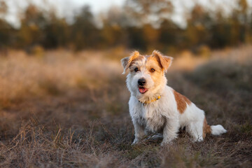 Portrait of Wire-haired Jack Russell Terrier in an autumn field