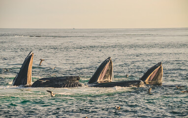 Three Humpback whales (Megaptera novaeangliae) cooperating in collective hunting called...