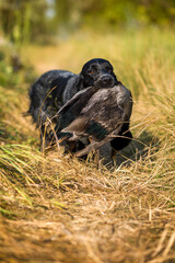 A hunting dog of the Russian Spaniel breed serves a duck to the owner. Black dog hunting a duck. Selective focus.