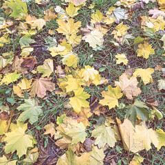 A carpet of yellow and orange maple leaves in an autumn park. Leaves fall time.