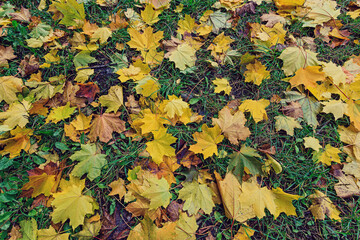 A carpet of yellow and orange maple leaves in an autumn park. Leaves fall time.