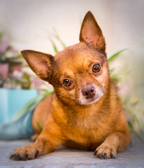 chihuahua puppy with plants in the background