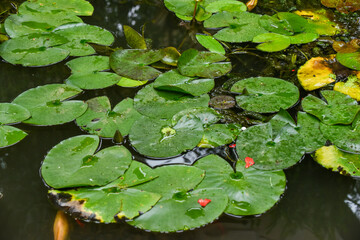 Lilly pads floating on the water surface of a pond