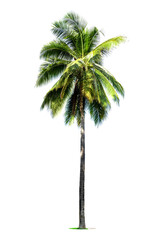 Coconut palm tree isolated on white background, Palm Tree Against White Background.