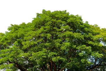 Obraz premium Trees top view, Nature background with green leaves isolated on white background.