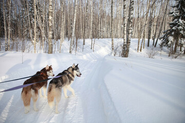 Siberian husky couple on a walk in the forest. Love for pets