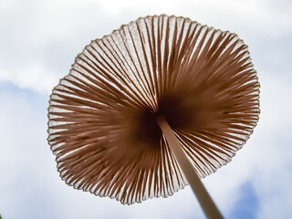 Brown large mushroom, view from below, against the background of the sky