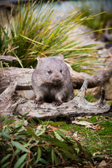Wombat in the wilderness of Tasmania