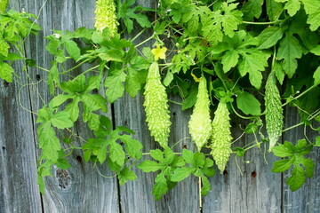 bitter gourd or bitter melon,momordica charantia on vine plant        © gv image