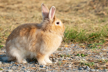 Fluffy brown bunny rabbit sitting on the dry grass over environment natural light background. Furry cute wild-animal single at outdoor. Easter animal concept.