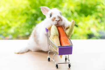 Easter holiday bunny animal and shop online concept. Adorable baby rabbit white, brown pushing shopping basket cart have fresh carrot and baby corn while standing on wooden over nature background.