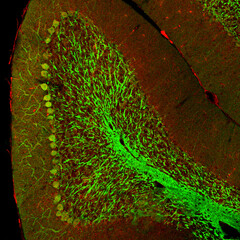 Cerebellar folium from a section of mouse brain, labelled with immunofluorescence and recorded with...