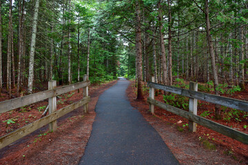  Pathway across forest with wooden handrails. Footpath in the middle of the forest.
