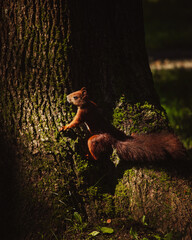 A little cute squirrle in the forest. - obrazy, fototapety, plakaty