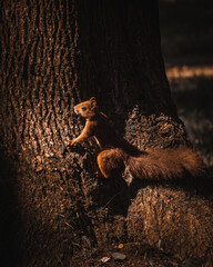 A little cute squirrle in the forest. © Adrian
