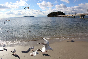ユリカモメと竹島