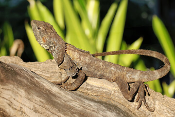 A frilled dragon was resting on a rotten wood that was the same color as its body. This lizard has...