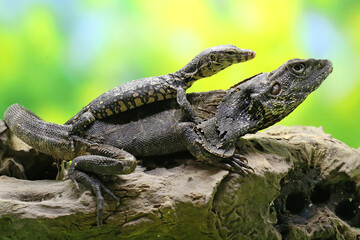 A frilled dragon was resting on a rotten wood that was the same color as its body. This lizard has...