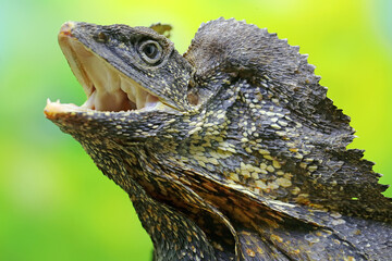 Soa Payung (Chlamydosaurus kingii), also known as the frilled lizard or frilled dragon, is showing a threatening expression.