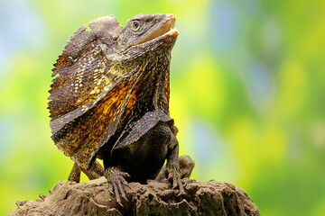 Soa Payung (Chlamydosaurus kingii), also known as the frilled lizard or frilled dragon, is showing...