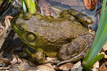 Bullfrog stationed near the pond in Stonecrop Gardens in New York